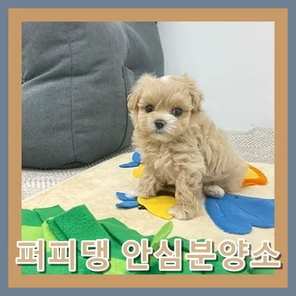 Finding a Puppy for Adoption in 2026: Your US Guide