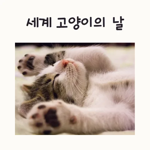 세계 고양이의 날 2026: 유기묘 보호부터 TNR까지 핵심 정보 총정리