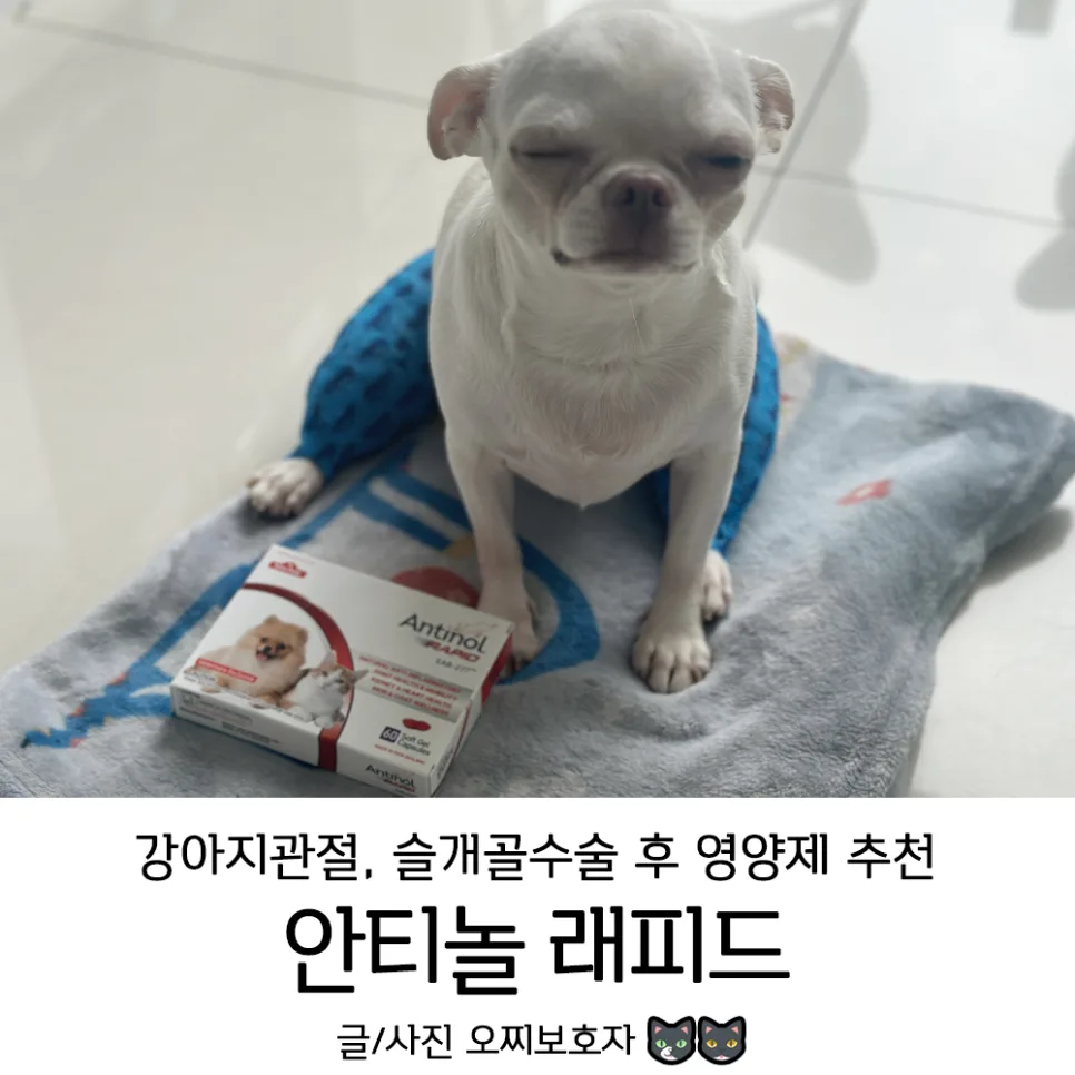 강아지 슬개골 수술 후 회복: 안티놀 영양제 효과 2026