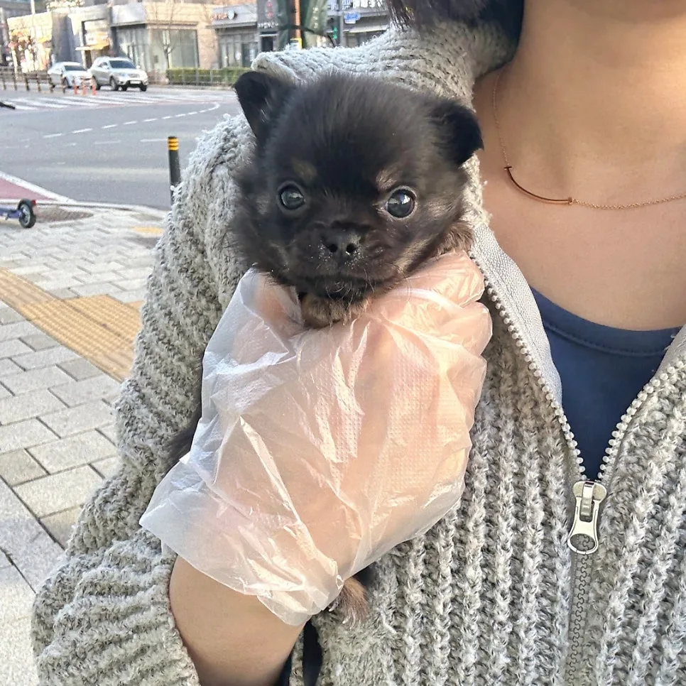 치와와 분양 2026: 김포 강아지 입양 전 필수 정보 총정리 2