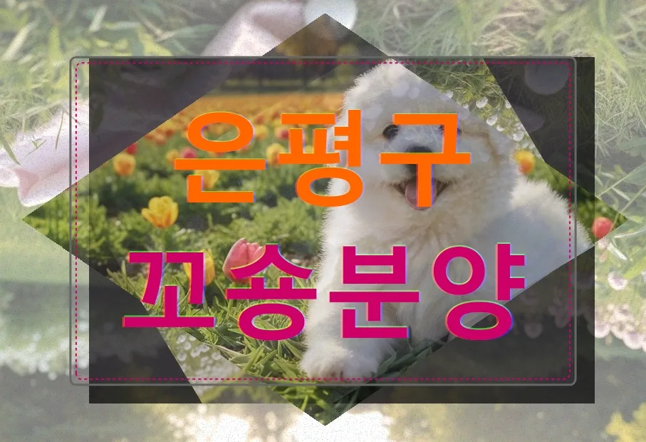 은평구 꼬숑 분양 완벽 가이드 2026: 현명한 선택법 총정리