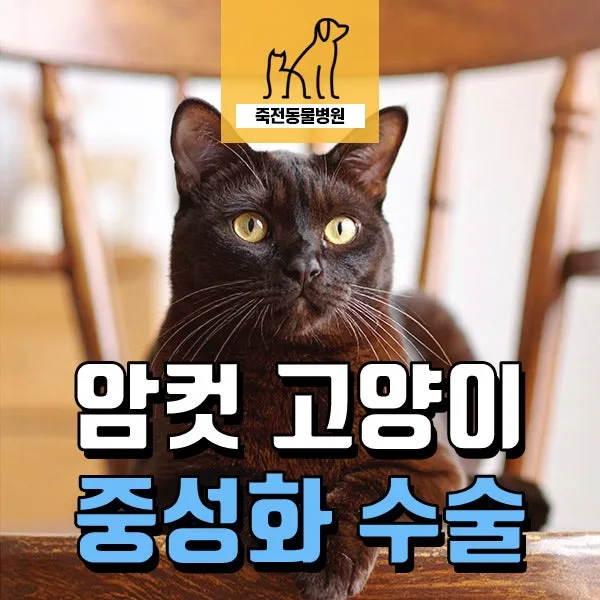 암컷 고양이 중성화, 넥카라 없이 회복하는 방법 2026