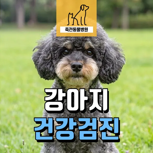 강아지 간 결절 관리 2026: 노령견 건강검진 핵심 총정리