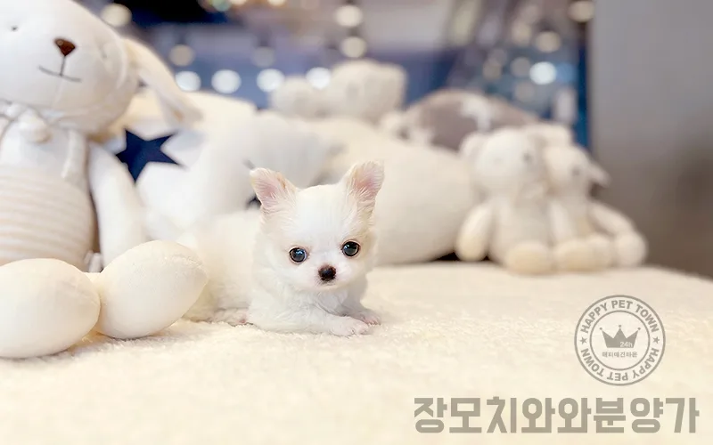 장모치와와 분양가 2026년, 합리적인 선택 가이드 2