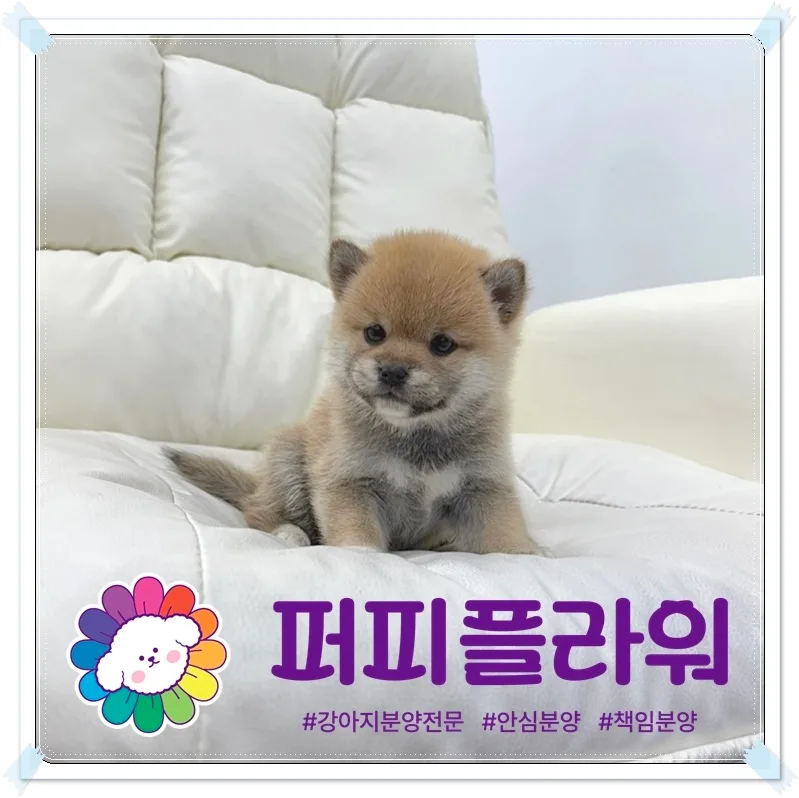 광교 시바견 분양 2026: 새 가족 맞이 A to Z 2