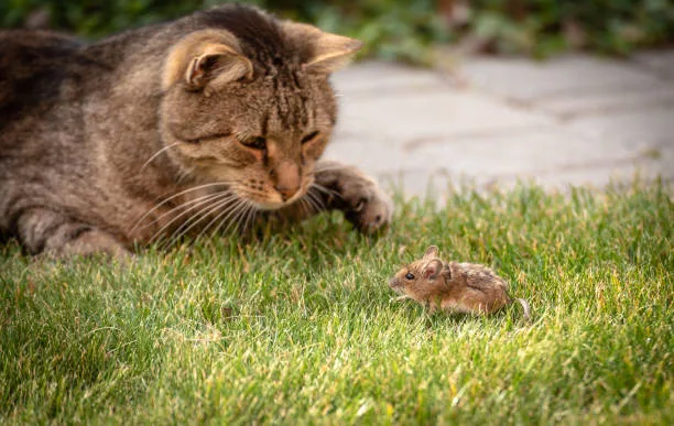 Play Cat and Mouse 유래와 뜻: 2026년 영어 숙어 활용법 2