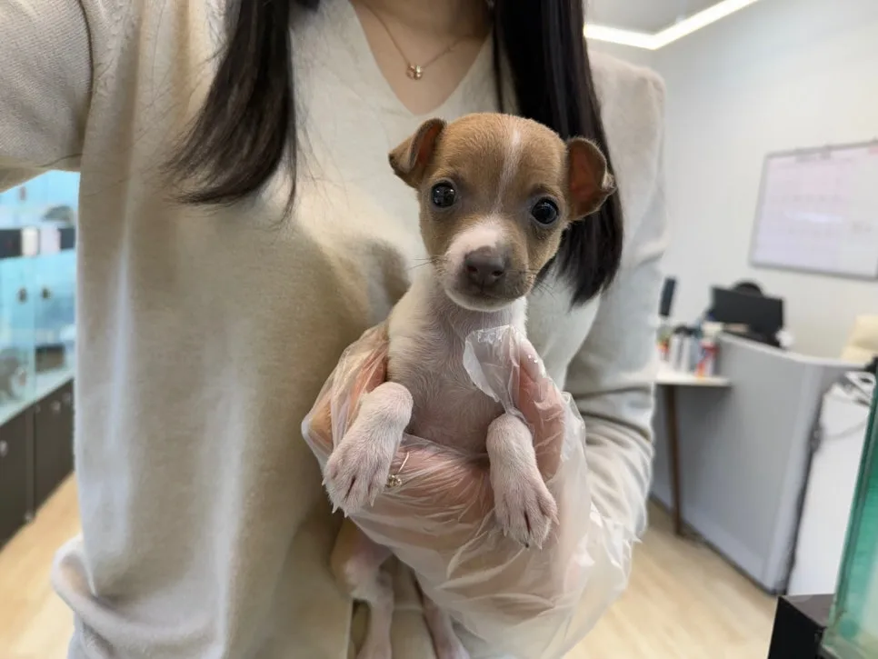 이탈리안 그레이하운드 분양 2026: 의정부 강아지 입양 시 꼭 알아야 할 점 2