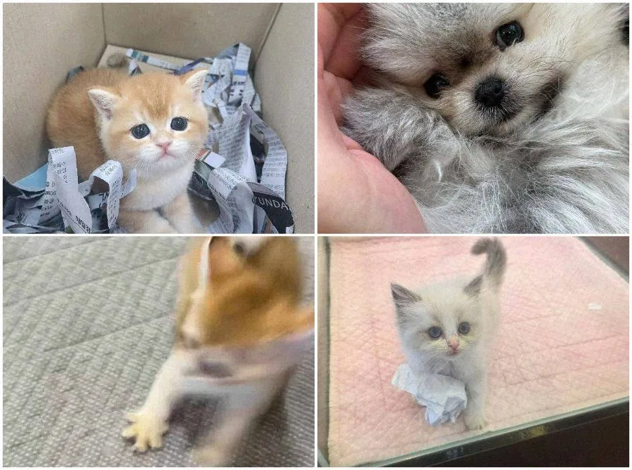 부산 강아지 분양 2026: 비용보다 중요한 교감과 적응 가이드