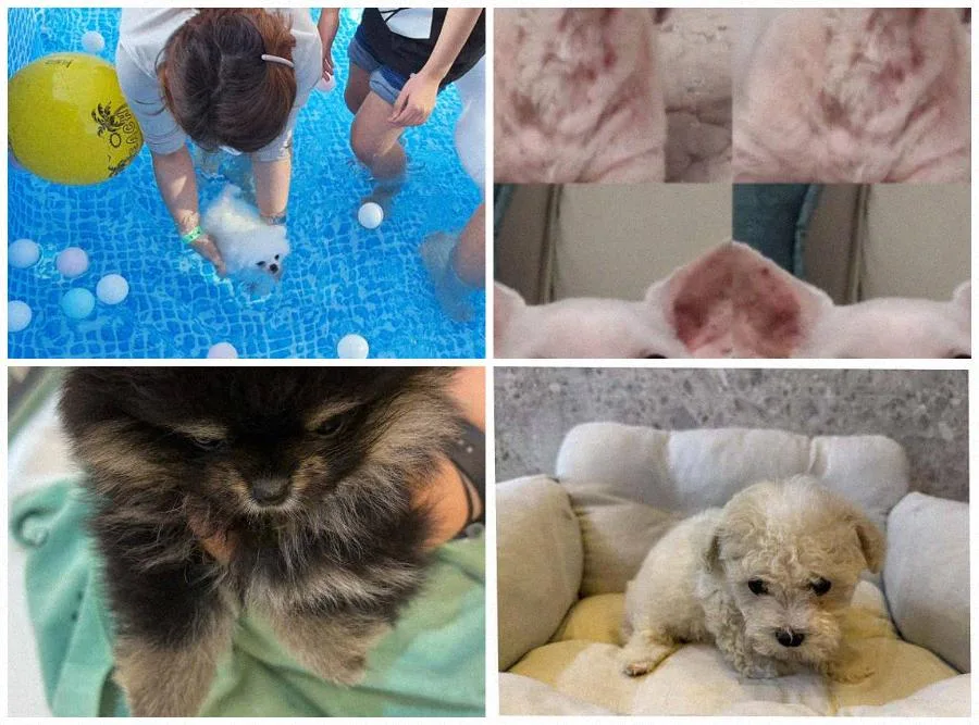 천안 강아지 분양 2026: 신뢰할 수 있는 반려 가족 찾는 법