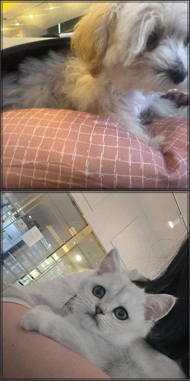 천안 강아지 분양 2026: 신뢰할 수 있는 반려 가족 찾는 법 2