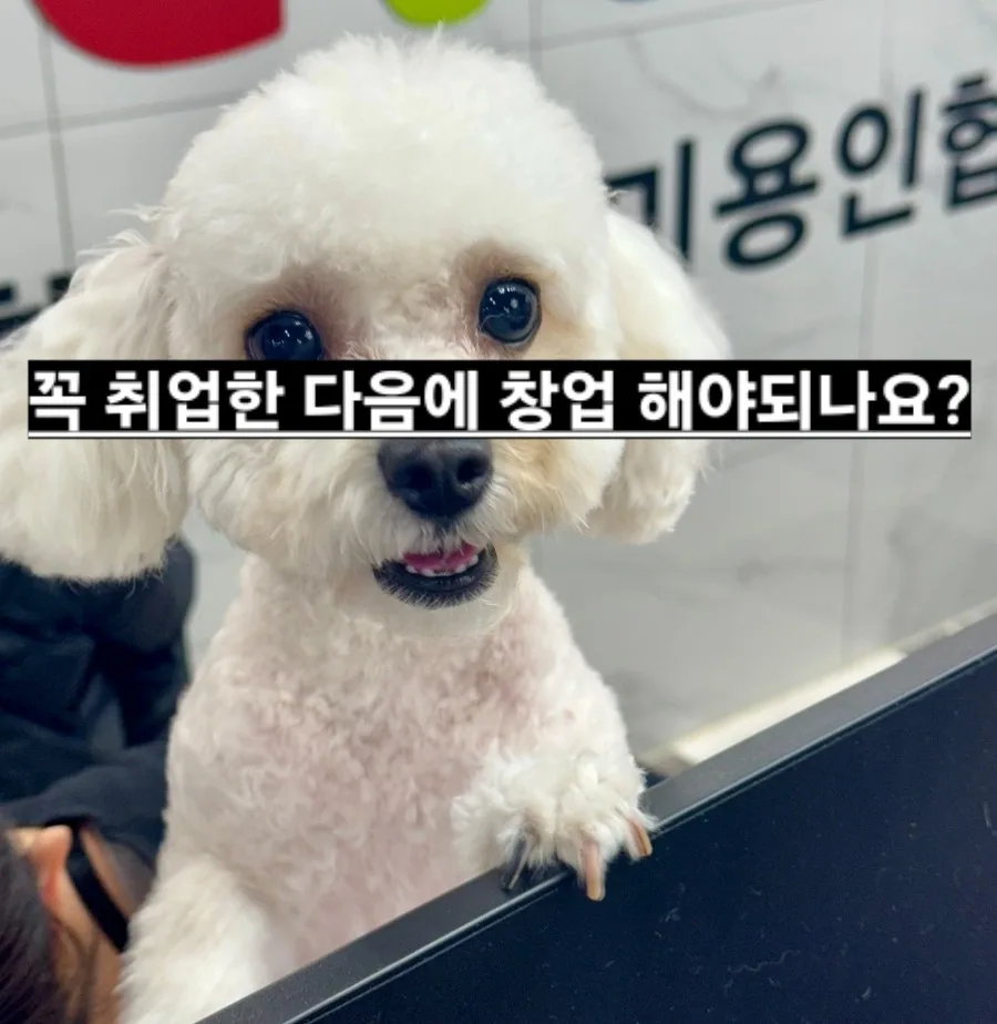애견미용 창업 전 취업 필수? 2026년 실전 가이드