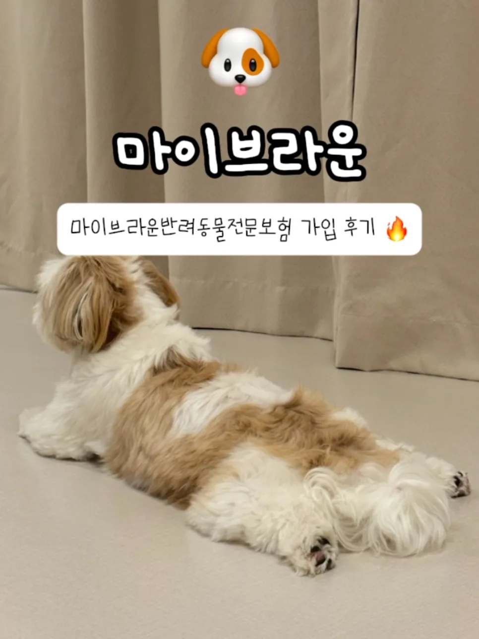 2026년 펫보험, 우리 아이 위한 최적 상품 찾는 법 5가지