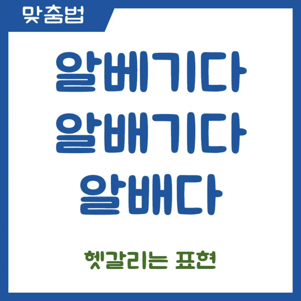 알배기다, 알배다 2026: 헷갈리는 표현 완벽 정리
