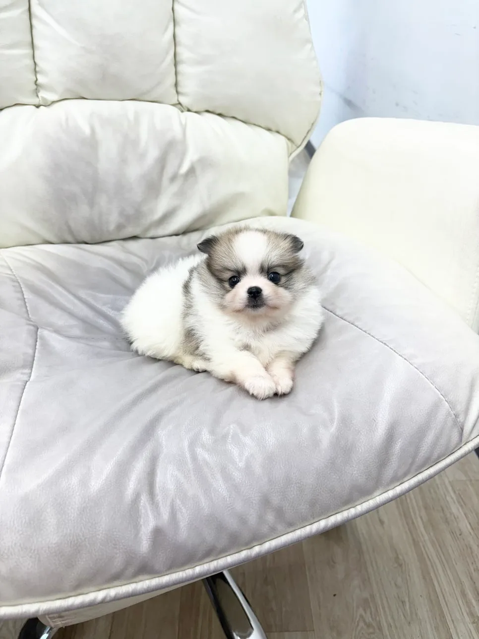 이천 포메라니안 분양 2026: 파티 포메라니안 성격, 털 관리법 2