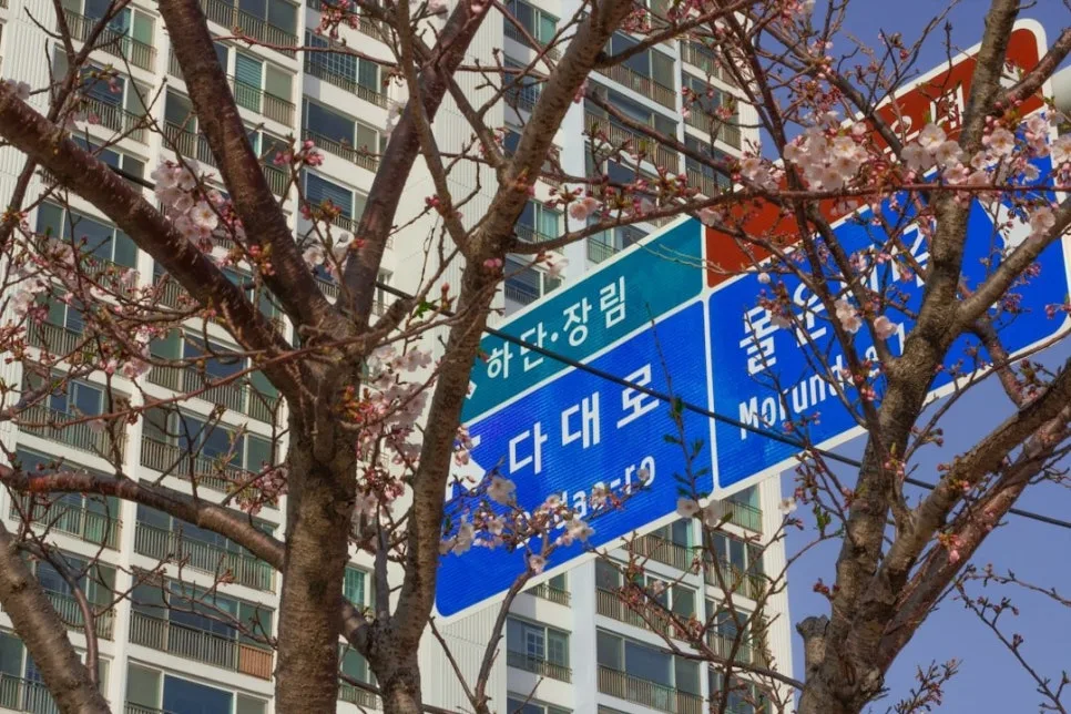 세종 vs 대전 부동산: 2026년 실수요 분석 및 투자 가치 비교