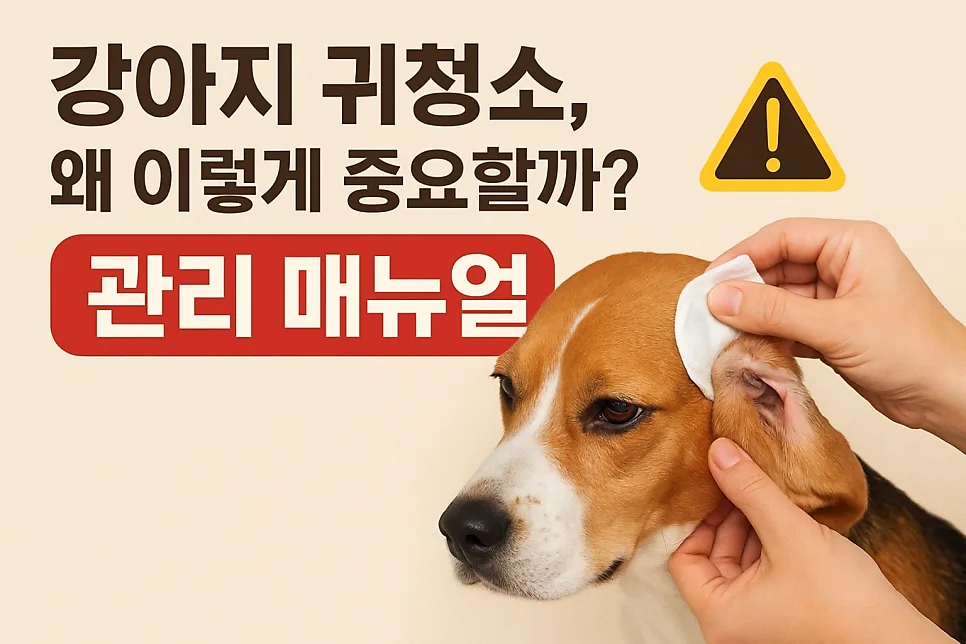2026년 강아지 귀청소, 왜 중요할까? 단계별 관리법 총정리