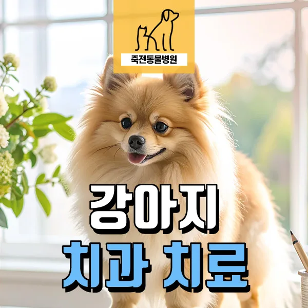포메라니안 치아 건강 2026: 치조골 융해와 치근 농양 해결법