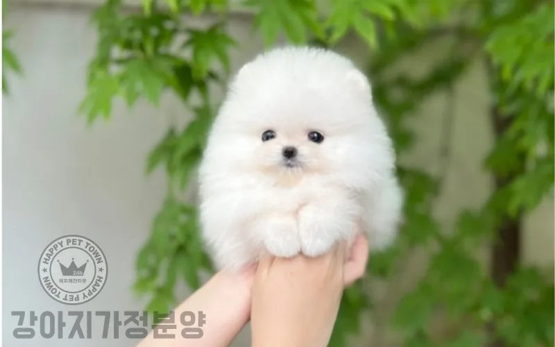2026년 강아지 가정분양: 안정감과 성격 좋은 반려견 찾는 법 2
