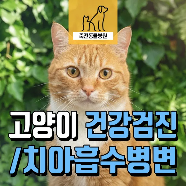 고양이 식욕 부진, 체중 감소 원인과 치아흡수병변 치료 2026