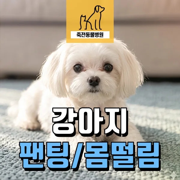 강아지 새벽 헥헥거림, 떨림은 통증 신호? 2026년 원인별 대처법