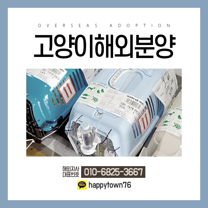 고양이 해외 입양 2026: 한국 발 수출 절차 및 주의점 총정리 2