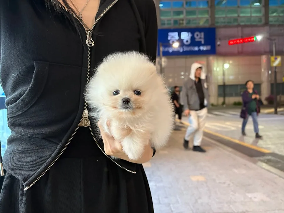 오산 포메라니안 분양 2026: 똑똑한 반려견 선택 가이드 2