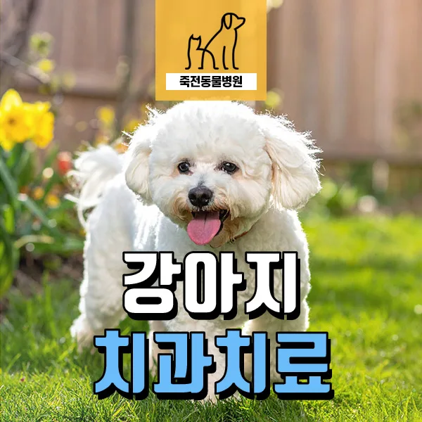 6살 강아지 치과 스케일링·발치 2026년 완벽 가이드