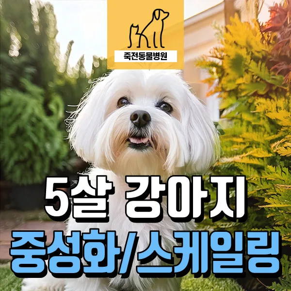 5살 강아지 중성화 수술, 유치 발치, 스케일링 시기 2026년 최신 정보