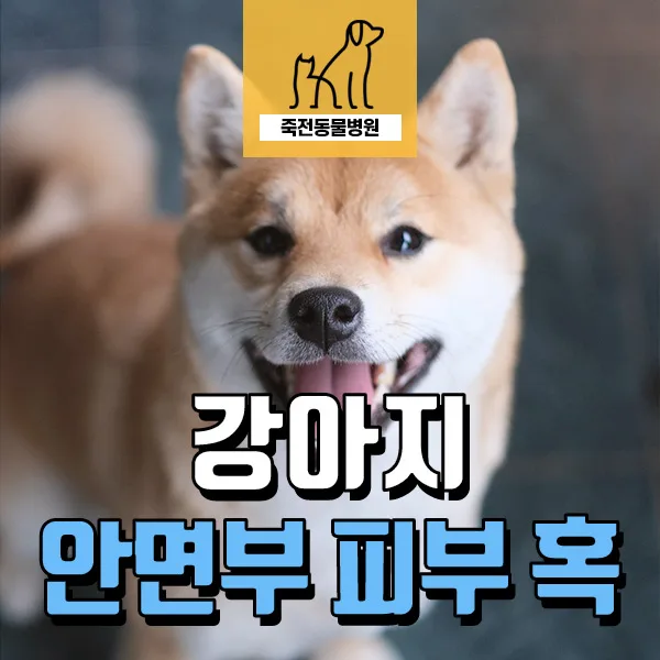 강아지 코 혹, 조직구종 의심 시 대처법 (2026년 최신)