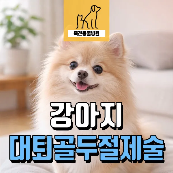 강아지 고관절 수술, 대퇴골두 절제술로 통증 잡는 법 2026