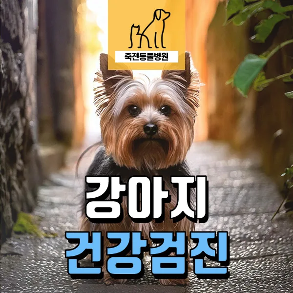 노령견 질소혈증 진단과 단백질 제한: 2026년 건강검진 가이드