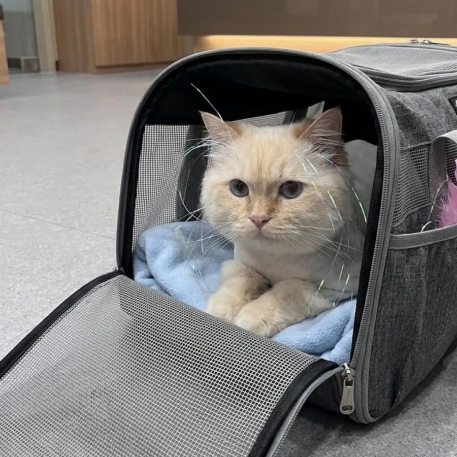 고양이 건강검진 항목 2026: 우리 냥이 필수 검사 총정리