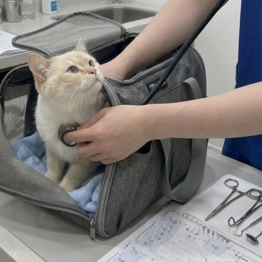 고양이 건강검진 항목 2026: 우리 냥이 필수 검사 총정리 2