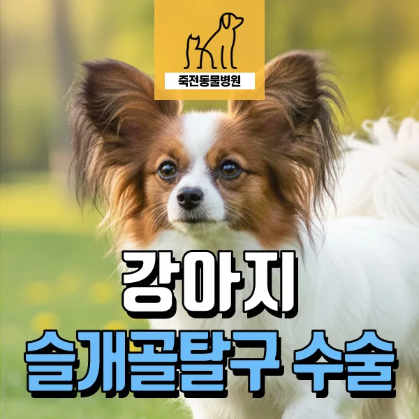 강아지 뒷다리 절뚝임, 슬개골 탈구 수술 2026년 최신 정보