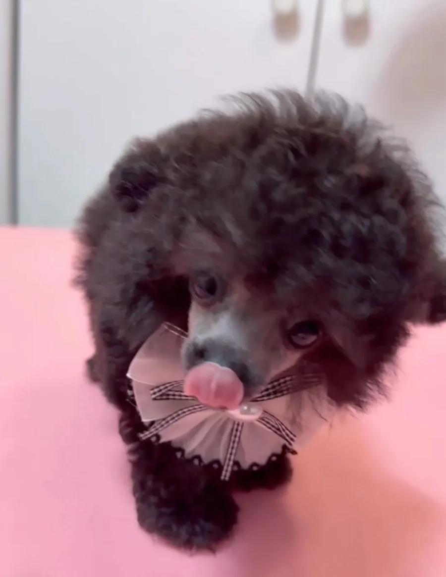 2026년 라이트 실버 타이니 푸들 분양: 건강한 소형견 입양 가이드