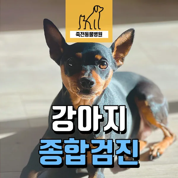 강아지 이물질 섭취 후 구토·출혈 치료 2026년 총정리