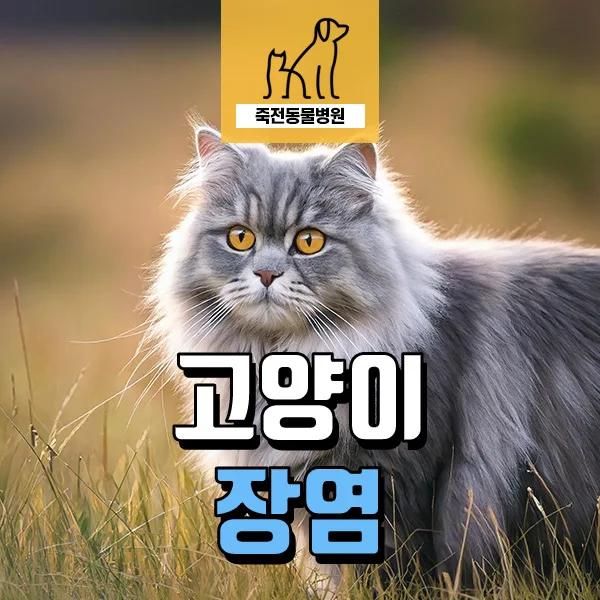 고양이 혈변, 급성 장염 원인과 치료법 2026년 최신 정보