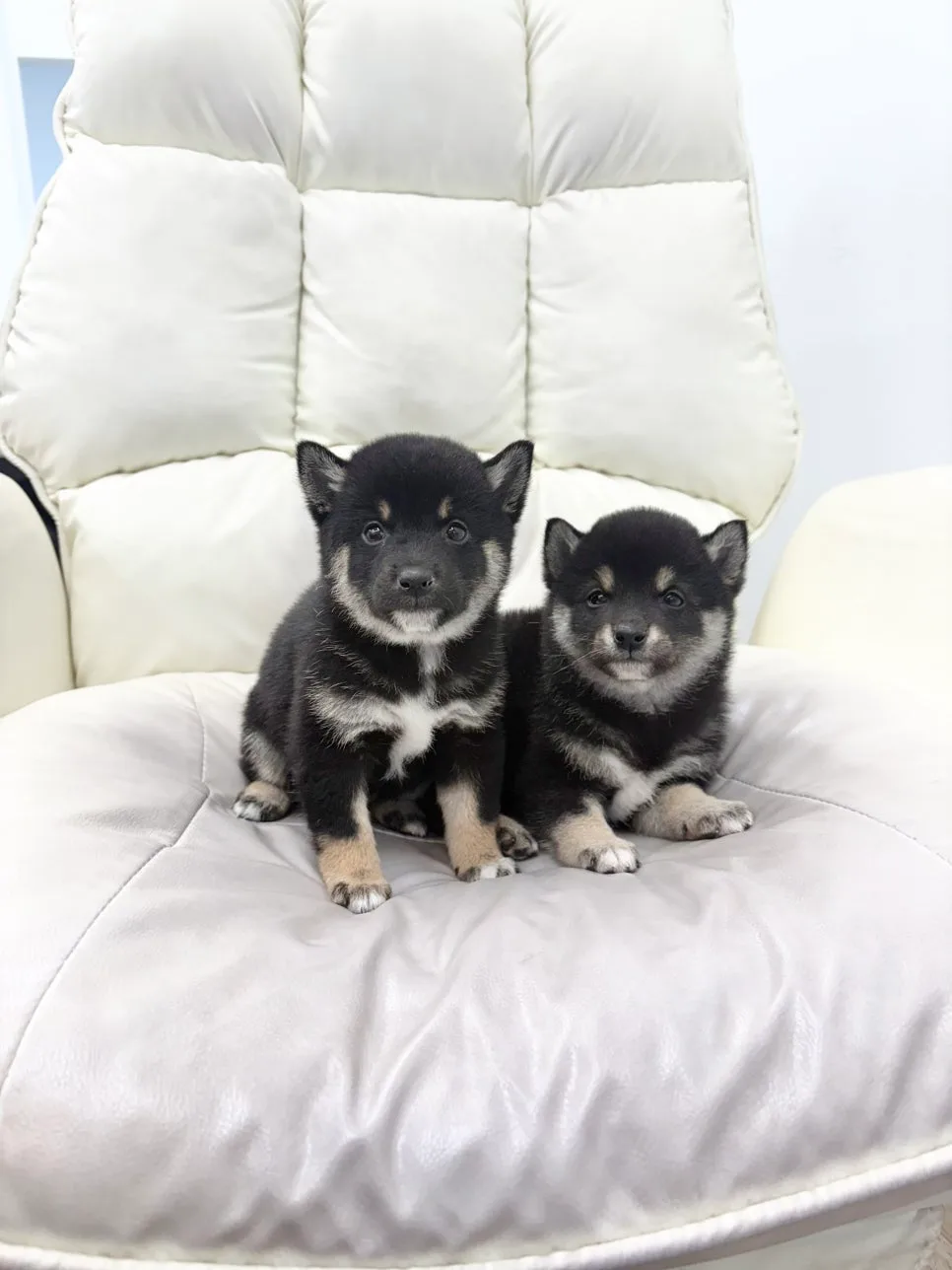 블랙탄 마메시바 강아지 분양 2026: 매력과 성격 완벽 분석 2