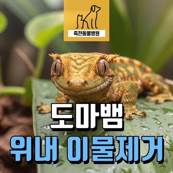 도마뱀 이물질 삼킴: 핀셋 고무 제거 수술 A to Z (2026년 최신 정보)