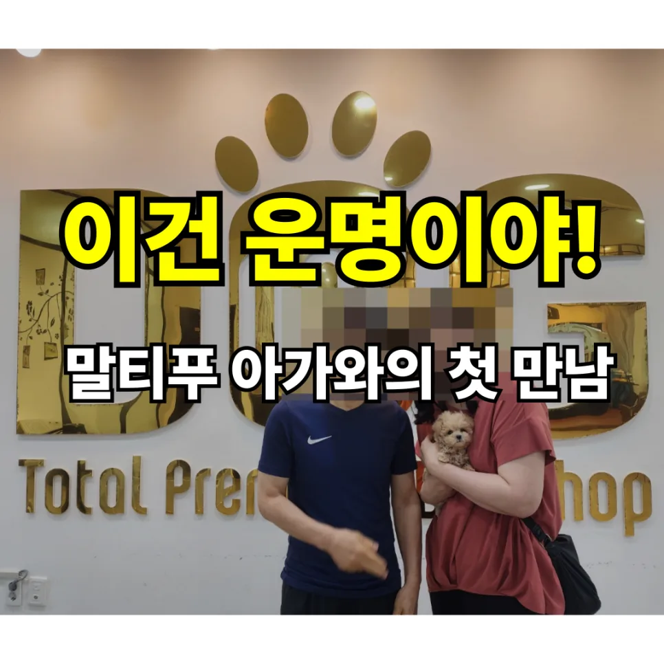 세종시 강아지분양 2026년, 믿을 수 있는 곳 찾는 법 3가지 2