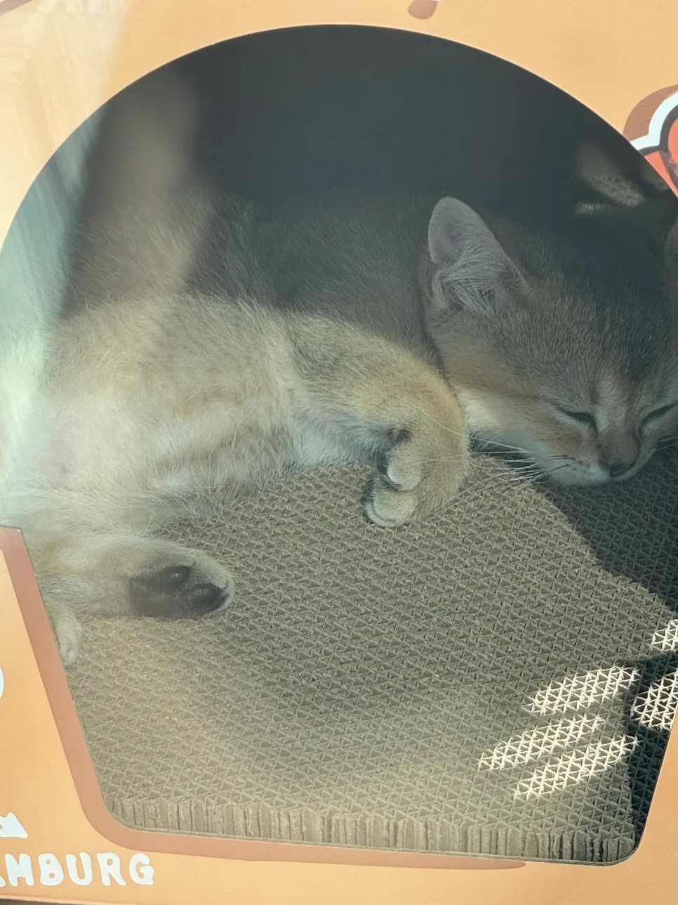 고양이 밥 안 먹을 때 병원 가야 하는 기준 2026년 총정리 2