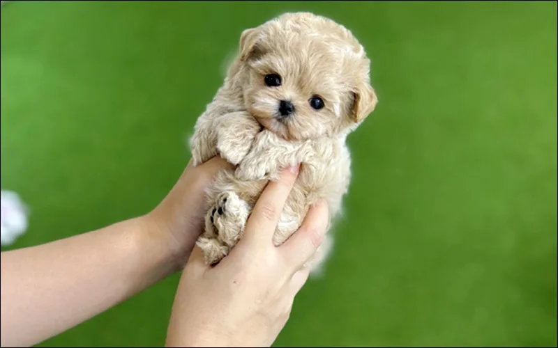 Finding a Reputable Dog Breeder in Changdong, Seoul 2026 2