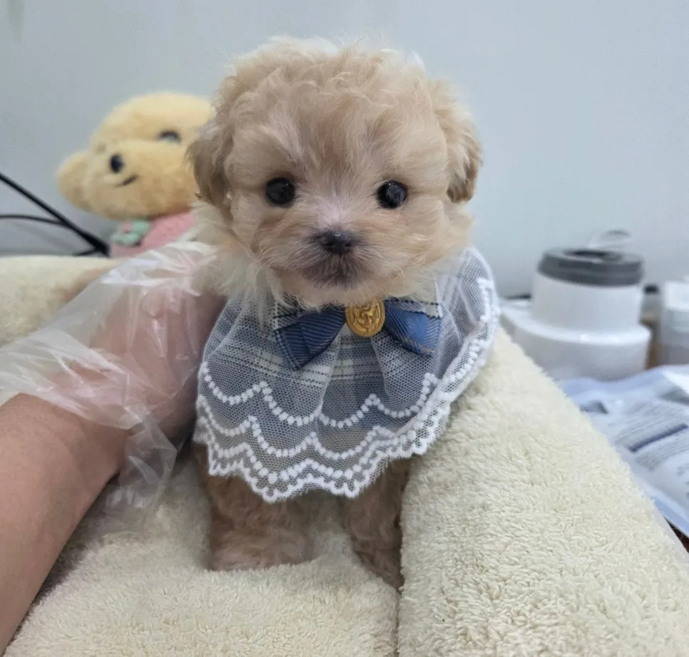 초보자도 말티푸 괜찮을까? 인천 드림독 분양 정보 2026 — 반려동물 — incheondreamdog