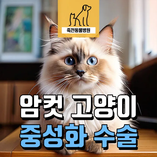 암컷 고양이 중성화, 넥카라 없이 회복하는 피내봉합 방법 2026