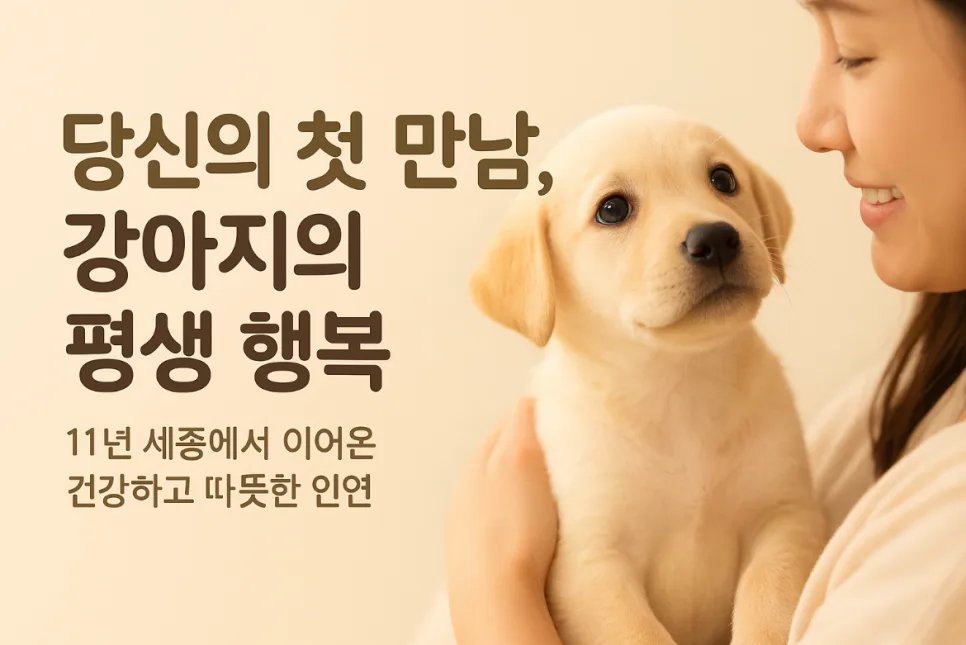 세종 토이푸들 입양 후기: 건강검진 완료 강아지 만남 2026 2