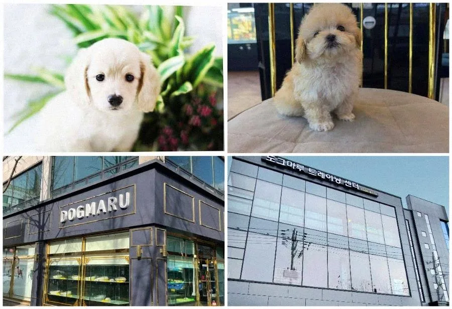 청주 강아지 분양 2026: 건강한 반려 가족 맞이하는 법 2