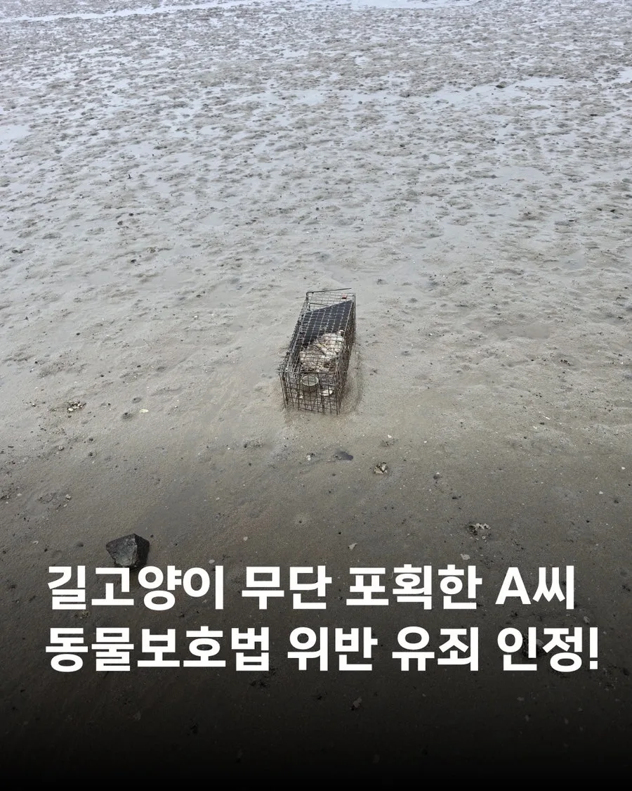 길고양이 무단 포획 2026년 벌금 500만원, 동물보호법 위반 판결 분석