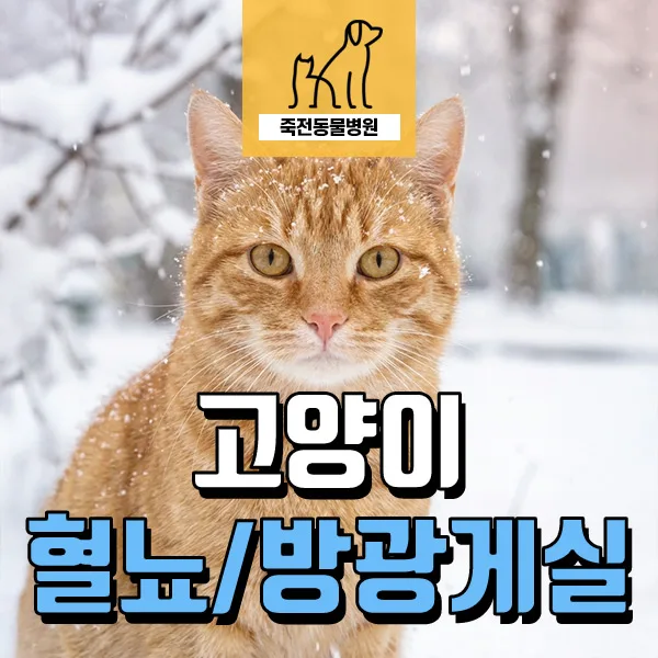 고양이 혈뇨 원인 2026: 방광게실 진단 및 치료 완벽 가이드