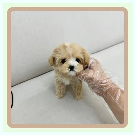 Choosing a Korean Pet Shop 2026: 3 Keys to Healthy Puppies