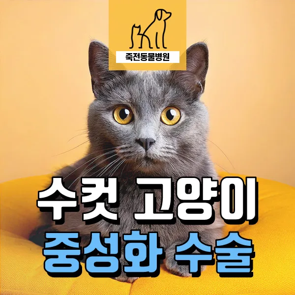 수컷 고양이 중성화, 넥카라 없이 회복하는 방법 2026